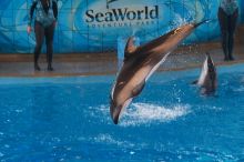 Dolphins in the "Viva" show at Sea World, San Antonio.

Filename: SRM_20060423_141724_7.jpg
Aperture: f/4.0
Shutter Speed: 1/320
Body: Canon EOS 20D
Lens: Canon EF 80-200mm f/2.8 L