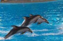 Dolphins in the "Viva" show at Sea World, San Antonio.

Filename: SRM_20060423_142354_8.jpg
Aperture: f/4.5
Shutter Speed: 1/320
Body: Canon EOS 20D
Lens: Canon EF 80-200mm f/2.8 L