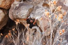 Bouldering in Hueco Tanks on 01/21/2019 with Blue Lizard Climbing and Yoga

Filename: SRM_20190121_1236351.jpg
Aperture: f/5.6
Shutter Speed: 1/250
Body: Canon EOS-1D Mark II
Lens: Canon EF 16-35mm f/2.8 L