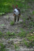 Wild rabbit running through the front yard, 5/10/04.