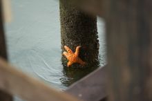 Sea Star on pier support at Santa Cruz, California.

Filename: SRM_20060429_180822_4.jpg
Aperture: f/2.8
Shutter Speed: 1/500
Body: Canon EOS 20D
Lens: Canon EF 80-200mm f/2.8 L