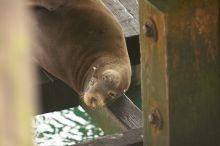 Sea lions resting under the pier at Santa Cruz, California.

Filename: SRM_20060429_180952_6.jpg
Aperture: f/2.8
Shutter Speed: 1/125
Body: Canon EOS 20D
Lens: Canon EF 80-200mm f/2.8 L