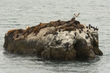 Sea lions on a rock at Santa Cruz, California.

Filename: SRM_20060429_172134_7.jpg
Aperture: f/8.0
Shutter Speed: 1/640
Body: Canon EOS 20D
Lens: Canon EF 80-200mm f/2.8 L