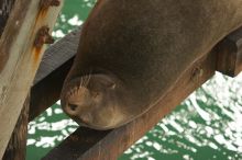 Sea lions resting under the pier at Santa Cruz, California.

Filename: SRM_20060429_181612_9.jpg
Aperture: f/3.5
Shutter Speed: 1/160
Body: Canon EOS 20D
Lens: Canon EF 80-200mm f/2.8 L