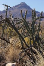 Camping and hiking in Big Bend National Park, west Texas, New Years 2007.

Filename: SRM_20070102_1058189.jpg
Aperture: f/10.0
Shutter Speed: 1/320
Body: Canon EOS-1D Mark II
Lens: Canon EF 80-200mm f/2.8 L