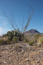 Camping and hiking in Big Bend National Park, west Texas, New Years 2007.

Filename: SRM_20070102_1112583.jpg
Aperture: f/14.0
Shutter Speed: 1/160
Body: Canon EOS 20D
Lens: Canon EF-S 18-55mm f/3.5-5.6