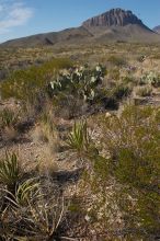 Camping and hiking in Big Bend National Park, west Texas, New Years 2007.

Filename: SRM_20070102_1115466.jpg
Aperture: f/14.0
Shutter Speed: 1/160
Body: Canon EOS 20D
Lens: Canon EF-S 18-55mm f/3.5-5.6