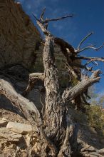 Camping and hiking in Big Bend National Park, west Texas, New Years 2007.

Filename: SRM_20070102_1557062.jpg
Aperture: f/10.0
Shutter Speed: 1/160
Body: Canon EOS 20D
Lens: Canon EF-S 18-55mm f/3.5-5.6