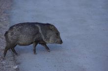 Javalina (Hav-a-lee-nuh) grazing near our campsite in the Chisos Basin in Big Bend National Park, west Texas, New Years 2007.

Filename: SRM_20070102_1715226.jpg
Aperture: f/4.0
Shutter Speed: 1/640
Body: Canon EOS-1D Mark II
Lens: Canon EF 80-200mm f/2.8 L