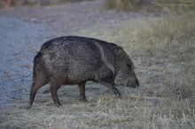 Javalina (Hav-a-lee-nuh) grazing near our campsite in the Chisos Basin in Big Bend National Park, west Texas, New Years 2007.

Filename: SRM_20070102_1715426.jpg
Aperture: f/4.0
Shutter Speed: 1/640
Body: Canon EOS-1D Mark II
Lens: Canon EF 80-200mm f/2.8 L