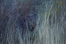 Javalina (Hav-a-lee-nuh) grazing near our campsite in the Chisos Basin in Big Bend National Park, west Texas, New Years 2007.

Filename: SRM_20070102_1716569.jpg
Aperture: f/2.8
Shutter Speed: 1/500
Body: Canon EOS-1D Mark II
Lens: Canon EF 80-200mm f/2.8 L