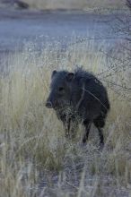 Javalina (Hav-a-lee-nuh) grazing near our campsite in the Chisos Basin in Big Bend National Park, west Texas, New Years 2007.

Filename: SRM_20070102_1723326.jpg
Aperture: f/6.3
Shutter Speed: 1/250
Body: Canon EOS-1D Mark II
Lens: Canon EF 80-200mm f/2.8 L