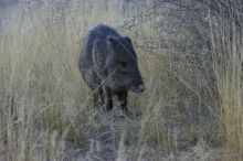 Javalina (Hav-a-lee-nuh) grazing near our campsite in the Chisos Basin in Big Bend National Park, west Texas, New Years 2007.

Filename: SRM_20070102_1723380.jpg
Aperture: f/6.3
Shutter Speed: 1/250
Body: Canon EOS-1D Mark II
Lens: Canon EF 80-200mm f/2.8 L