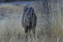 Javalina (Hav-a-lee-nuh) grazing near our campsite in the Chisos Basin in Big Bend National Park, west Texas, New Years 2007.

Filename: SRM_20070102_1723421.jpg
Aperture: f/7.1
Shutter Speed: 1/250
Body: Canon EOS-1D Mark II
Lens: Canon EF 80-200mm f/2.8 L