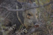 Javalina (Hav-a-lee-nuh) grazing near our campsite in the Chisos Basin in Big Bend National Park, west Texas, New Years 2007.

Filename: SRM_20070102_1738242.jpg
Aperture: f/2.8
Shutter Speed: 1/250
Body: Canon EOS-1D Mark II
Lens: Canon EF 80-200mm f/2.8 L