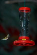 Hummingbirds at the hummingbird feeder at Foot of the Mountain Motel.

Filename: SRM_20070729_1425108.jpg
Aperture: f/4.0
Shutter Speed: 1/4000
Body: Canon EOS-1D Mark II
Lens: Canon EF 80-200mm f/2.8 L