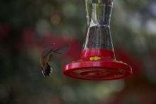 Hummingbirds at the hummingbird feeder at Foot of the Mountain Motel.

Filename: SRM_20070729_1444404.jpg
Aperture: f/4.0
Shutter Speed: 1/2000
Body: Canon EOS-1D Mark II
Lens: Canon EF 80-200mm f/2.8 L