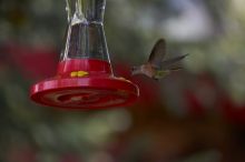 Hummingbirds at the hummingbird feeder at Foot of the Mountain Motel.

Filename: SRM_20070729_1444509.jpg
Aperture: f/4.0
Shutter Speed: 1/2000
Body: Canon EOS-1D Mark II
Lens: Canon EF 80-200mm f/2.8 L
