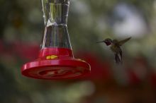Hummingbirds at the hummingbird feeder at Foot of the Mountain Motel.

Filename: SRM_20070729_1445088.jpg
Aperture: f/4.0
Shutter Speed: 1/2000
Body: Canon EOS-1D Mark II
Lens: Canon EF 80-200mm f/2.8 L
