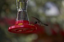 Hummingbirds at the hummingbird feeder at Foot of the Mountain Motel.

Filename: SRM_20070729_1445109.jpg
Aperture: f/4.0
Shutter Speed: 1/2000
Body: Canon EOS-1D Mark II
Lens: Canon EF 80-200mm f/2.8 L