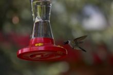 Hummingbirds at the hummingbird feeder at Foot of the Mountain Motel.

Filename: SRM_20070729_1445120.jpg
Aperture: f/4.0
Shutter Speed: 1/2000
Body: Canon EOS-1D Mark II
Lens: Canon EF 80-200mm f/2.8 L