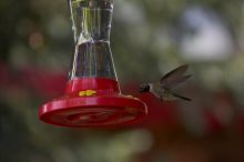Hummingbirds at the hummingbird feeder at Foot of the Mountain Motel.

Filename: SRM_20070729_1445183.jpg
Aperture: f/4.0
Shutter Speed: 1/2000
Body: Canon EOS-1D Mark II
Lens: Canon EF 80-200mm f/2.8 L