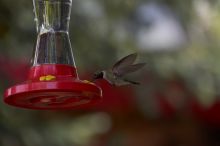 Hummingbirds at the hummingbird feeder at Foot of the Mountain Motel.

Filename: SRM_20070729_1445384.jpg
Aperture: f/4.0
Shutter Speed: 1/2000
Body: Canon EOS-1D Mark II
Lens: Canon EF 80-200mm f/2.8 L
