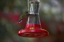Hummingbirds at the hummingbird feeder at Foot of the Mountain Motel.

Filename: SRM_20070729_1446546.jpg
Aperture: f/4.0
Shutter Speed: 1/1600
Body: Canon EOS-1D Mark II
Lens: Canon EF 80-200mm f/2.8 L