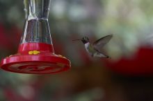 Hummingbirds at the hummingbird feeder at Foot of the Mountain Motel.

Filename: SRM_20070729_1447020.jpg
Aperture: f/4.0
Shutter Speed: 1/1600
Body: Canon EOS-1D Mark II
Lens: Canon EF 80-200mm f/2.8 L