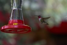 Hummingbirds at the hummingbird feeder at Foot of the Mountain Motel.

Filename: SRM_20070729_1447041.jpg
Aperture: f/4.0
Shutter Speed: 1/1600
Body: Canon EOS-1D Mark II
Lens: Canon EF 80-200mm f/2.8 L