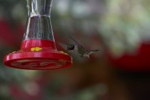 Hummingbirds at the hummingbird feeder at Foot of the Mountain Motel.

Filename: SRM_20070729_1447064.jpg
Aperture: f/4.0
Shutter Speed: 1/1600
Body: Canon EOS-1D Mark II
Lens: Canon EF 80-200mm f/2.8 L