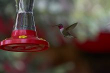 Hummingbirds at the hummingbird feeder at Foot of the Mountain Motel.

Filename: SRM_20070729_1447086.jpg
Aperture: f/4.0
Shutter Speed: 1/1600
Body: Canon EOS-1D Mark II
Lens: Canon EF 80-200mm f/2.8 L