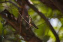 Hummingbirds at the hummingbird feeder at Foot of the Mountain Motel.

Filename: SRM_20070729_1457429.jpg
Aperture: f/2.8
Shutter Speed: 1/2000
Body: Canon EOS-1D Mark II
Lens: Canon EF 80-200mm f/2.8 L