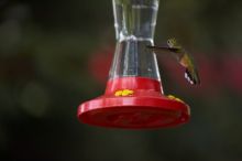 Hummingbirds at the hummingbird feeder at Foot of the Mountain Motel.

Filename: SRM_20070729_1540227.jpg
Aperture: f/2.8
Shutter Speed: 1/2500
Body: Canon EOS-1D Mark II
Lens: Canon EF 80-200mm f/2.8 L