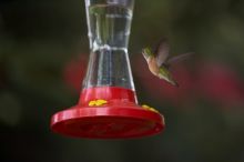 Hummingbirds at the hummingbird feeder at Foot of the Mountain Motel.

Filename: SRM_20070729_1540248.jpg
Aperture: f/2.8
Shutter Speed: 1/2500
Body: Canon EOS-1D Mark II
Lens: Canon EF 80-200mm f/2.8 L