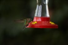 Hummingbirds at the hummingbird feeder at Foot of the Mountain Motel.

Filename: SRM_20070729_1543087.jpg
Aperture: f/2.8
Shutter Speed: 1/2500
Body: Canon EOS-1D Mark II
Lens: Canon EF 80-200mm f/2.8 L