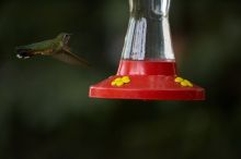 Hummingbirds at the hummingbird feeder at Foot of the Mountain Motel.

Filename: SRM_20070729_1543108.jpg
Aperture: f/2.8
Shutter Speed: 1/2500
Body: Canon EOS-1D Mark II
Lens: Canon EF 80-200mm f/2.8 L