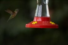 Hummingbirds at the hummingbird feeder at Foot of the Mountain Motel.

Filename: SRM_20070729_1543109.jpg
Aperture: f/2.8
Shutter Speed: 1/2500
Body: Canon EOS-1D Mark II
Lens: Canon EF 80-200mm f/2.8 L