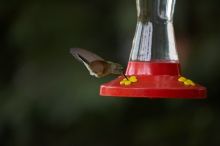 Hummingbirds at the hummingbird feeder at Foot of the Mountain Motel.

Filename: SRM_20070729_1543121.jpg
Aperture: f/2.8
Shutter Speed: 1/2500
Body: Canon EOS-1D Mark II
Lens: Canon EF 80-200mm f/2.8 L