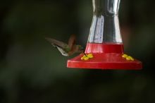 Hummingbirds at the hummingbird feeder at Foot of the Mountain Motel.

Filename: SRM_20070729_1543142.jpg
Aperture: f/2.8
Shutter Speed: 1/2500
Body: Canon EOS-1D Mark II
Lens: Canon EF 80-200mm f/2.8 L