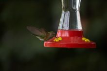 Hummingbirds at the hummingbird feeder at Foot of the Mountain Motel.

Filename: SRM_20070729_1543143.jpg
Aperture: f/2.8
Shutter Speed: 1/2500
Body: Canon EOS-1D Mark II
Lens: Canon EF 80-200mm f/2.8 L