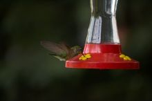 Hummingbirds at the hummingbird feeder at Foot of the Mountain Motel.

Filename: SRM_20070729_1543164.jpg
Aperture: f/2.8
Shutter Speed: 1/2500
Body: Canon EOS-1D Mark II
Lens: Canon EF 80-200mm f/2.8 L
