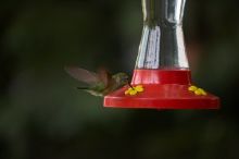 Hummingbirds at the hummingbird feeder at Foot of the Mountain Motel.

Filename: SRM_20070729_1543165.jpg
Aperture: f/2.8
Shutter Speed: 1/2500
Body: Canon EOS-1D Mark II
Lens: Canon EF 80-200mm f/2.8 L