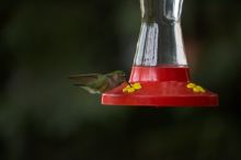 Hummingbirds at the hummingbird feeder at Foot of the Mountain Motel.

Filename: SRM_20070729_1543186.jpg
Aperture: f/2.8
Shutter Speed: 1/2500
Body: Canon EOS-1D Mark II
Lens: Canon EF 80-200mm f/2.8 L