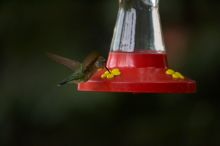 Hummingbirds at the hummingbird feeder at Foot of the Mountain Motel.

Filename: SRM_20070729_1543288.jpg
Aperture: f/2.8
Shutter Speed: 1/2500
Body: Canon EOS-1D Mark II
Lens: Canon EF 80-200mm f/2.8 L