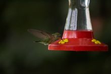 Hummingbirds at the hummingbird feeder at Foot of the Mountain Motel.

Filename: SRM_20070729_1543300.jpg
Aperture: f/2.8
Shutter Speed: 1/2500
Body: Canon EOS-1D Mark II
Lens: Canon EF 80-200mm f/2.8 L