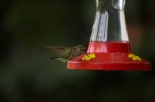 Hummingbirds at the hummingbird feeder at Foot of the Mountain Motel.

Filename: SRM_20070729_1543309.jpg
Aperture: f/2.8
Shutter Speed: 1/2500
Body: Canon EOS-1D Mark II
Lens: Canon EF 80-200mm f/2.8 L