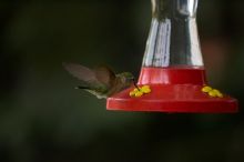 Hummingbirds at the hummingbird feeder at Foot of the Mountain Motel.

Filename: SRM_20070729_1543321.jpg
Aperture: f/2.8
Shutter Speed: 1/2500
Body: Canon EOS-1D Mark II
Lens: Canon EF 80-200mm f/2.8 L