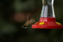 Hummingbirds at the hummingbird feeder at Foot of the Mountain Motel.

Filename: SRM_20070729_1544364.jpg
Aperture: f/2.8
Shutter Speed: 1/3200
Body: Canon EOS-1D Mark II
Lens: Canon EF 80-200mm f/2.8 L