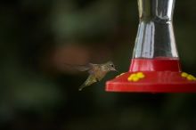 Hummingbirds at the hummingbird feeder at Foot of the Mountain Motel.

Filename: SRM_20070729_1544420.jpg
Aperture: f/2.8
Shutter Speed: 1/3200
Body: Canon EOS-1D Mark II
Lens: Canon EF 80-200mm f/2.8 L